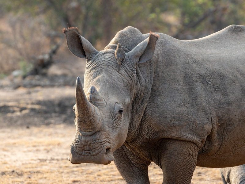 AFRICAN WILD: PARK ADVENTURES