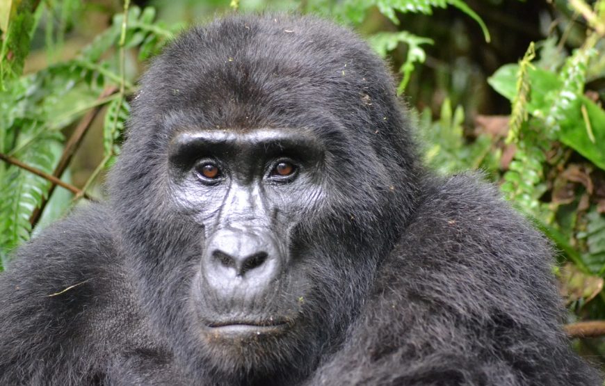 ULTIMATE GORILLA TREKKING ADVENTURE